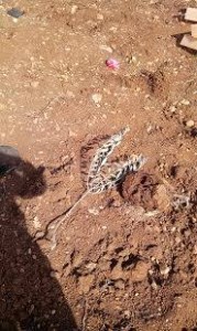 צילום: הרב יחיאל גריינימן מרבנים למען זכויות האדם
